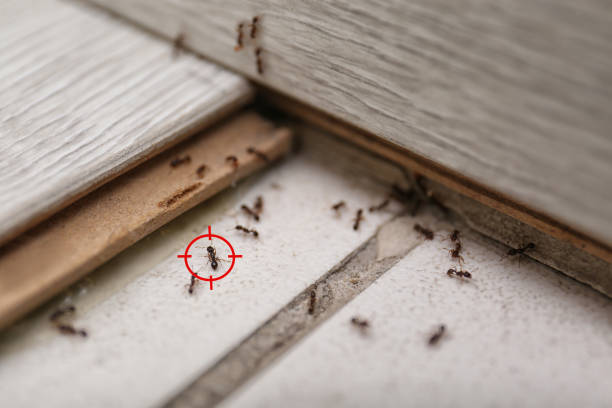 Best Local Pest Control Services  in Malmstrom Af, MT