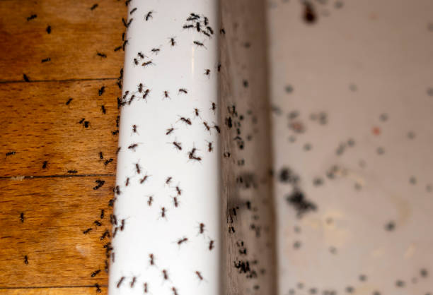 Best Pest Inspection Near Me  in Malmstrom Af, MT
