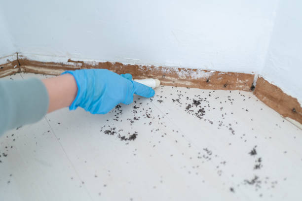 Professional Pest Control in Malmstrom Af, MT